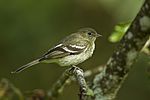 Mountain Elaenia - Colombia S4E2481.jpg