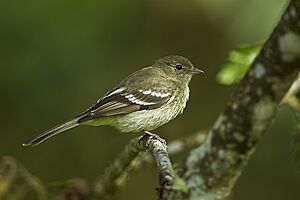 Mountain Elaenia - Colombia S4E2481.jpg