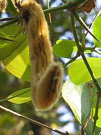 Mucuna-pruriens-fruit