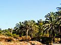 Neot Kedumim palm trees