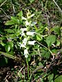 Nodding ladies' tresses (St Mary's Rapids) 1