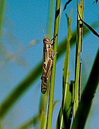 Nomadacris septemfasciata.jpg