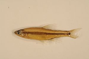 Notropis chalybaeus FWS 20915.jpg