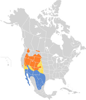 Oreoscoptes montanus map.svg