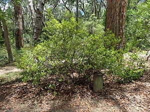 Persoonia rufa habit