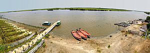 Pichavaram mangrove forest panorama