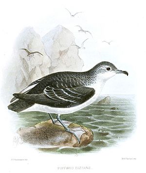 PuffinusElegansKeulemans.jpg