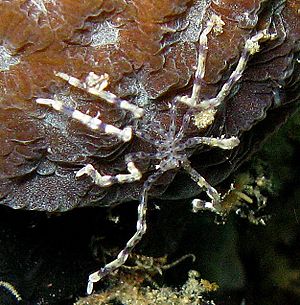 Pycnogonid