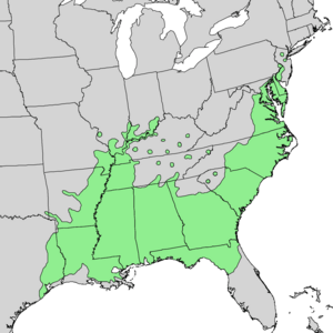 Quercus michauxii range map 1.png