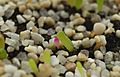 Rebutia albino seedling