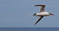 Red-billed Tropicbird JCB