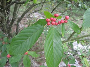 Rhamnus caroliniana.jpg