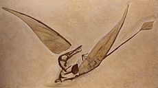 Rhamphorhynchus munsteri