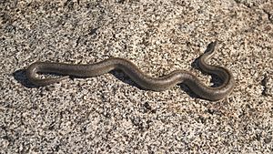 Rosy-Boa-001.jpg