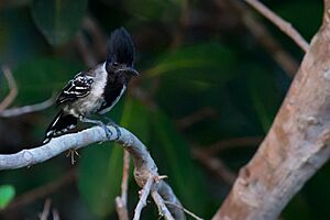 Sakesphorus canadensis Black-crested Antshrike.jpg