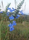 Salvia azurea kz02.jpg