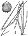 Scleria muehlenbergii BB-1913.png