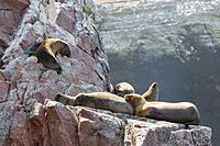 Sea lions chillin'.jpg