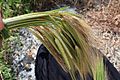 Sheaf of wild barley