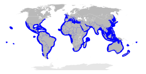 Sphyrnidae distribution map.svg