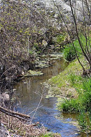 Spring Run looking downstream