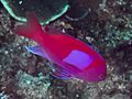 Squarespot anthias (Pseudanthias pleurotaenia) (38933805980)