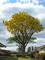 Starr 050518-1609 Tabebuia donnell-smithii