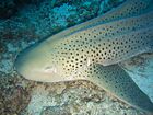 Stegostoma fasciatum mozambique.jpg