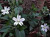 Stellaria pubera - Star Chickweed.jpg