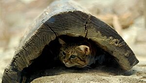 Suspicious Black-Footed Cat