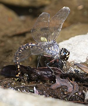 Tasmanian Darner, Austroaeschna tasmanica, female.jpg