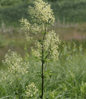 Thalictrum dasycarpum.png