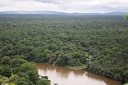 Tortuguero Palm Forests