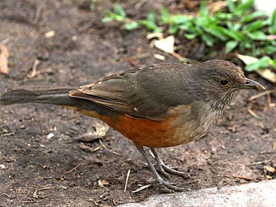 Turdus rufiventris-standing