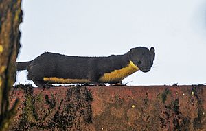 Yellow bellied weasel, Shillong, India.jpg