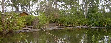 022306-gatorland04