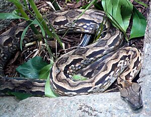 Acrantophis madagascariensis (1)