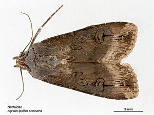 Agrotis ipsilon aneituma.jpg