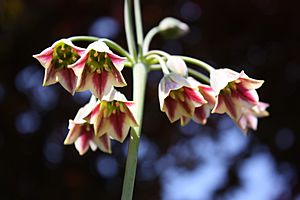 Allium siculum in bloom.jpg