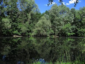 Altwasser der Pegnitz, Nürnberg-West