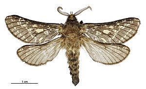 Aoraia senex male.jpg