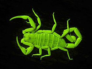 Arizona.bark.scorpion.UV