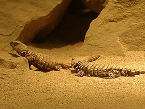 Armadillo girdle-tailed lizard.jpg