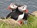 Atlantic Puffin Latrabjarg Iceland 05c