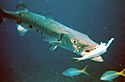 Barracuda with prey