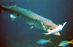 Barracuda with prey.jpg