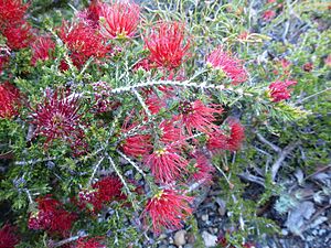 Beaufortia cyrtodonta (leaves, flowers).JPG