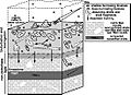 Benthic bioturbation and bioirrigation