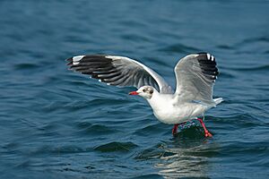 Brown-headed Gull (2).jpg