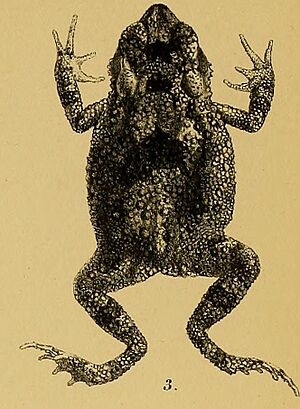 Bufo macrotis - Annali del Museo civico di storia naturale di Genova (1887) (18384564826) (cropped).jpg